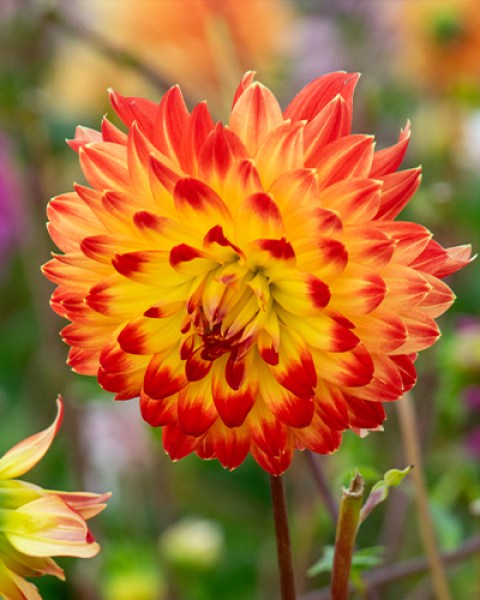 Dahlia Procyon7